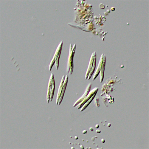 Quadrigula