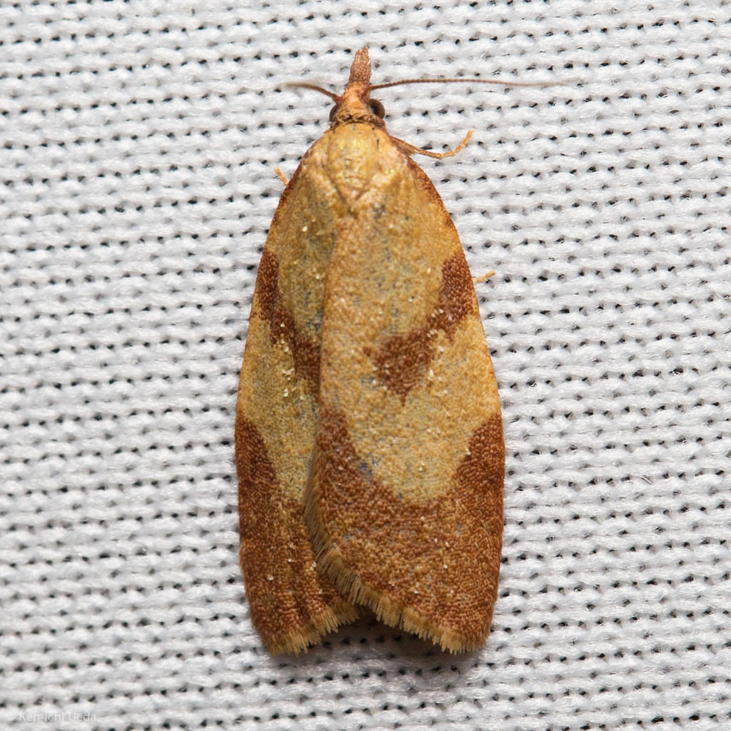 Tortricine Ragwort Moth