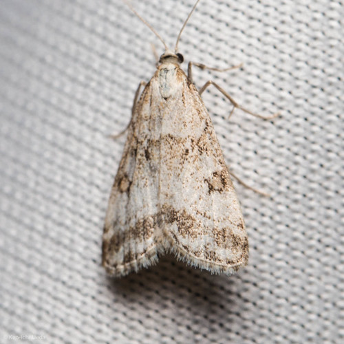 iNaturalist observation photo of Eudonia expallidalis