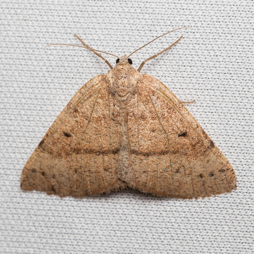 iNaturalist observation photo of Drepanulatrix hulstii