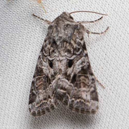 iNaturalist observation photo of Trichordestra liquida