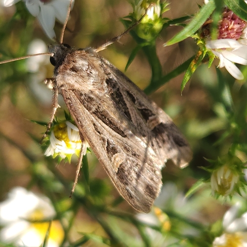 Dingy Cutworm Moth photo 5