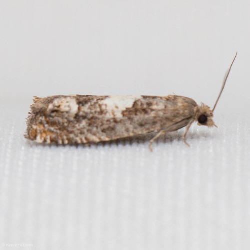 iNaturalist observation photo of Phaneta