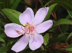 Melastoma sanguineum