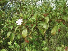 Melastoma sanguineum