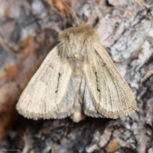 iNaturalist observation photo of Hypocoena
