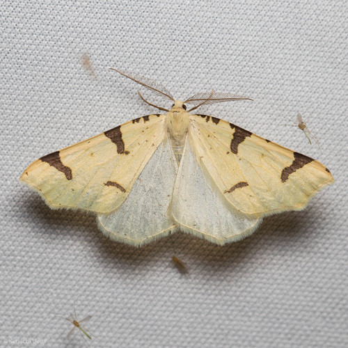 iNaturalist observation photo of Canary Thorn