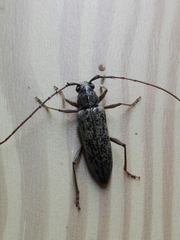 Elaphidion mucronatum