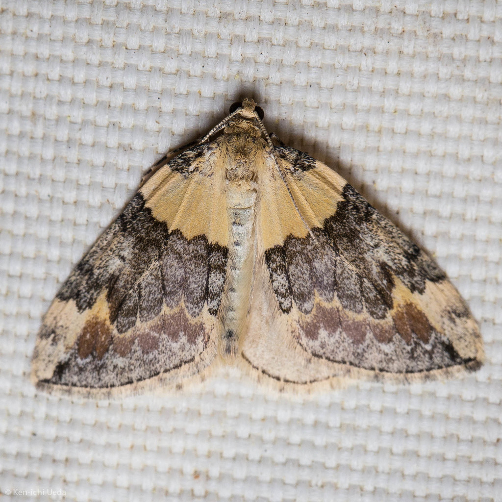 Dysstroma brunneata