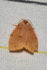 Archips rileyana