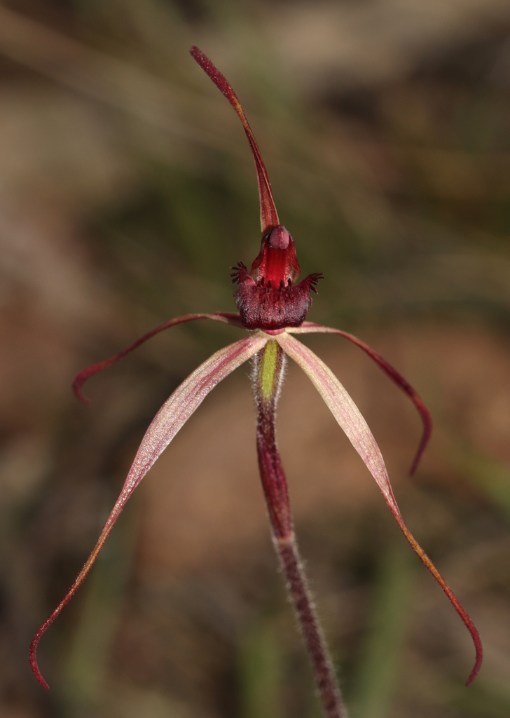 Caladenia orestes