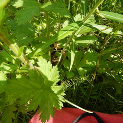 Geum macrophyllum perincisum