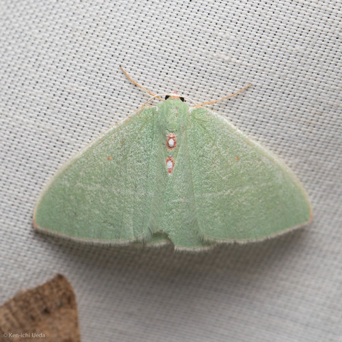 iNaturalist observation photo of Columbian Emerald