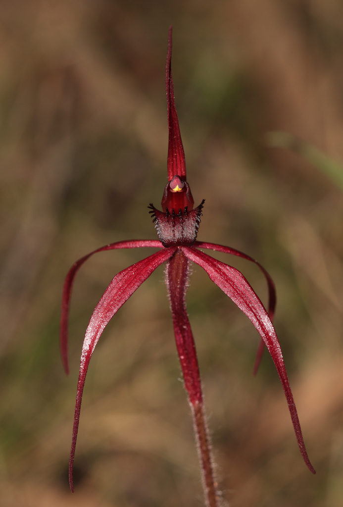 Caladenia concolor