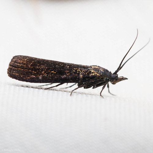 iNaturalist observation photo of Pyla