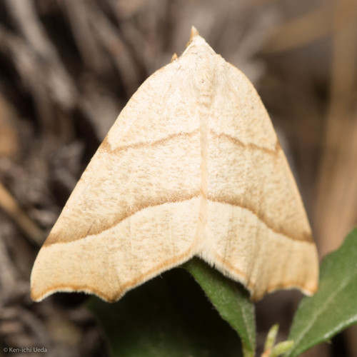 iNaturalist observation photo of Pherne placeraria