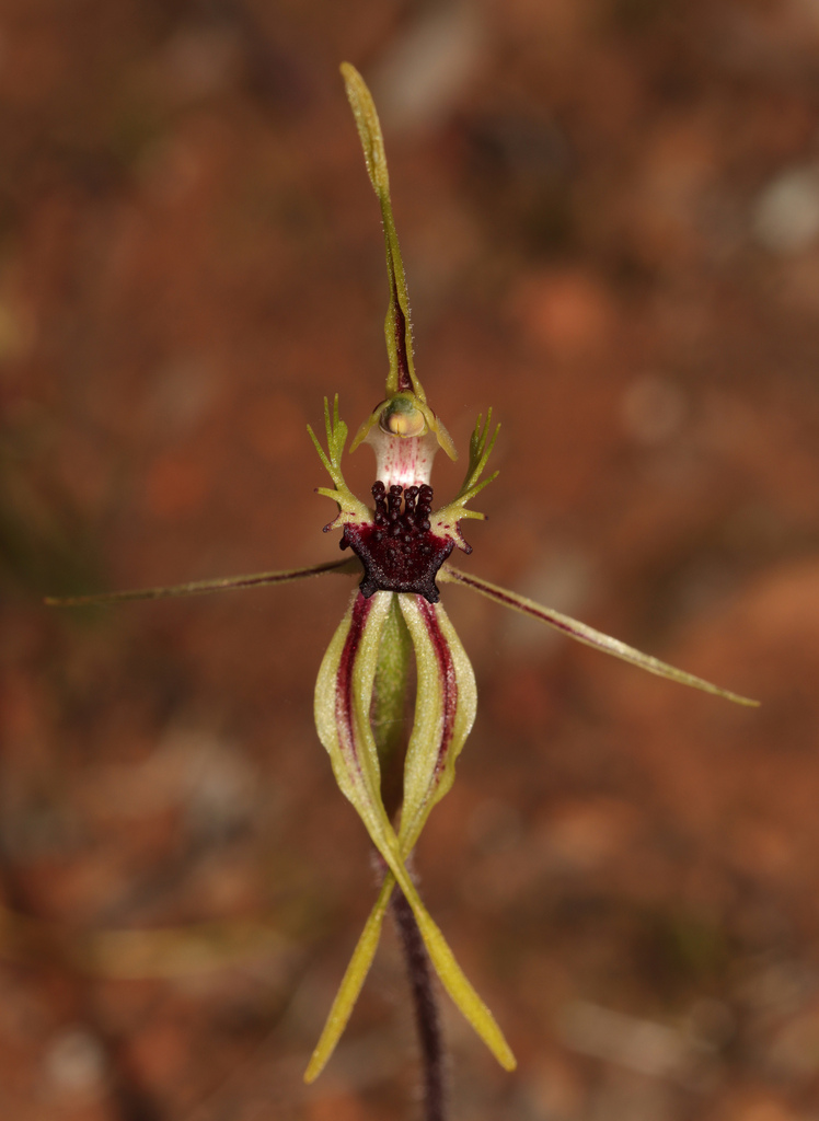 Caladenia rigens