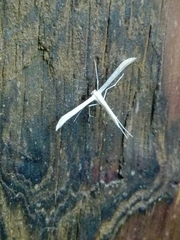 Hellinsia homodactylus