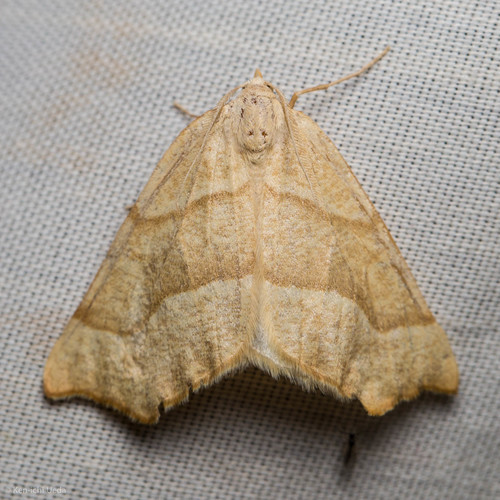 iNaturalist observation photo of Ourapterygini