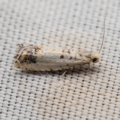 iNaturalist observation photo of Olethreutine Leafroller Moths