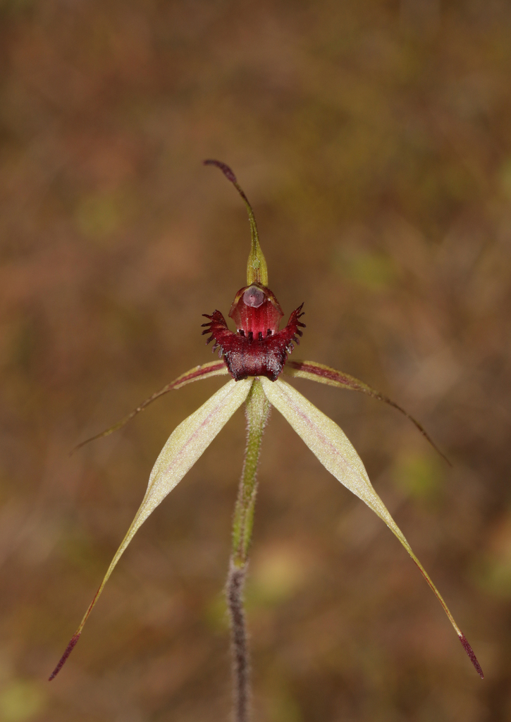 Caladenia callitrophila