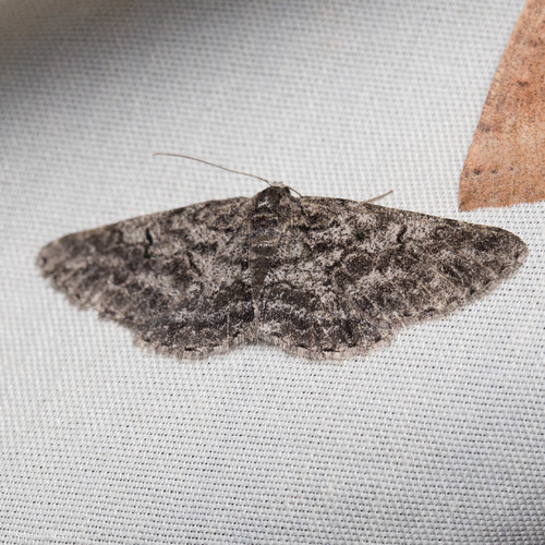 iNaturalist observation photo of Boarmiini