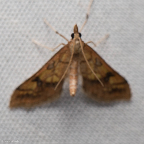 iNaturalist observation photo of Choristostigma elegantalis