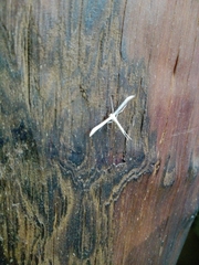 Hellinsia homodactylus