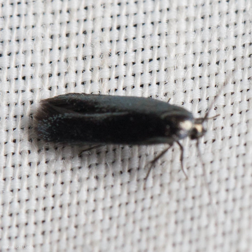 iNaturalist observation photo of Chrysopeleiinae