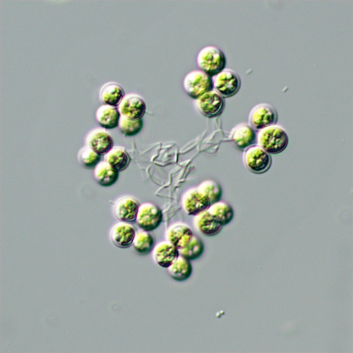Westella botryoides