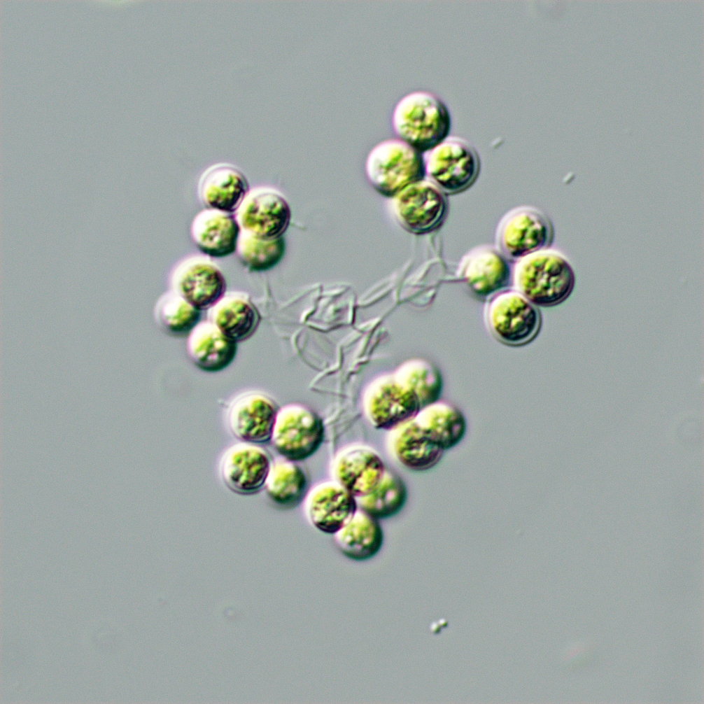 Westella botryoides