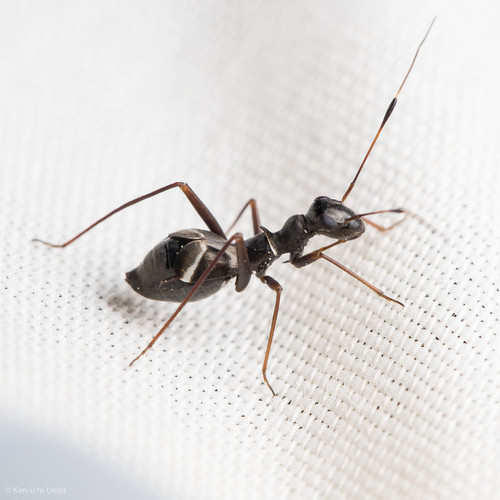 iNaturalist observation photo of Dacerla mediospinosa