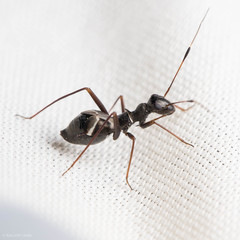 Dacerla mediospinosa