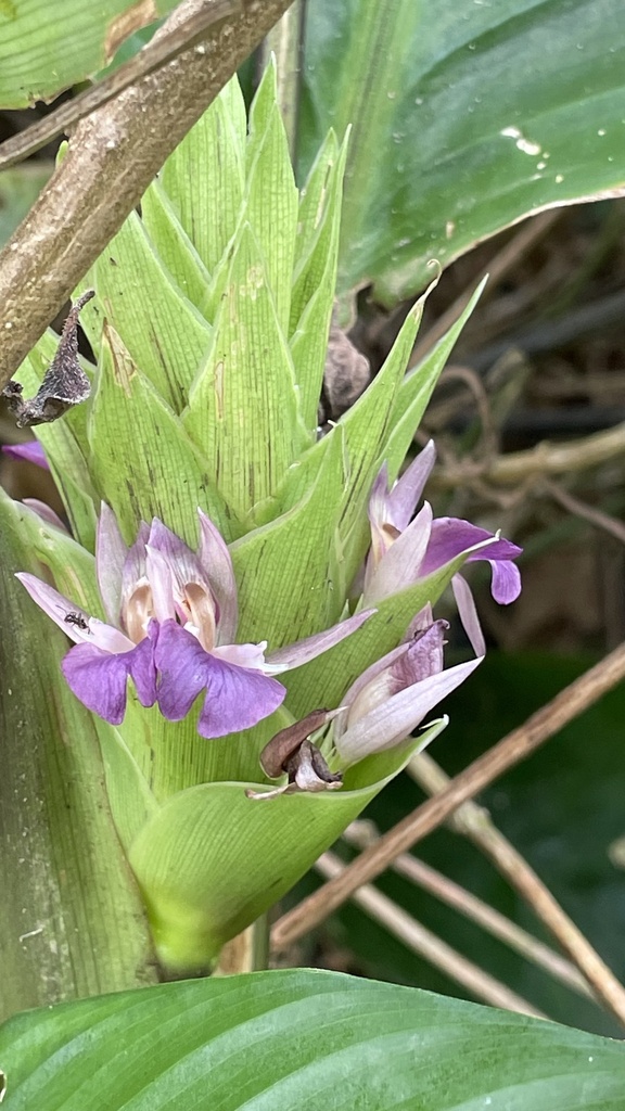 Goeppertia eichleri