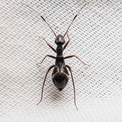 Dacerla mediospinosa