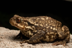 Western Common Toad photo 2