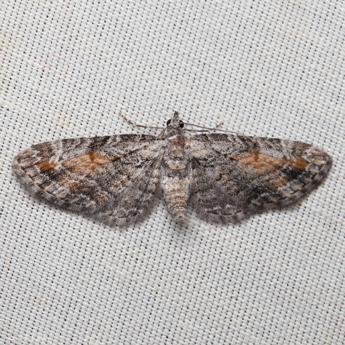 iNaturalist observation photo of Graef’s Pug