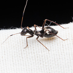 Dacerla mediospinosa