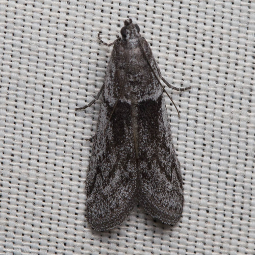 iNaturalist observation photo of Knot-horn Moths