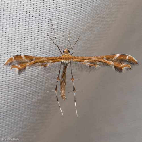 iNaturalist observation photo of Hawkweed Plume Moth