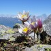 Pasqueflowers - Photo (c) Apollonio Tottoli, some rights reserved (CC BY-NC-ND)