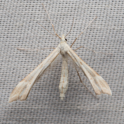iNaturalist observation photo of Pterophorinae