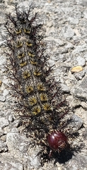 Hemileuca maia