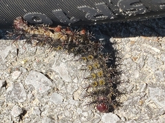 Hemileuca maia