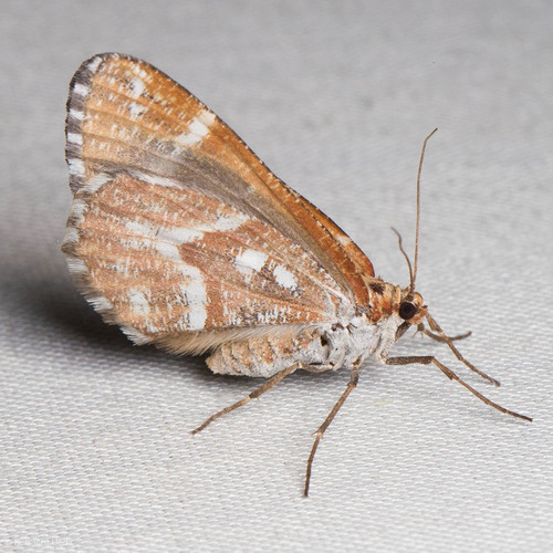 iNaturalist observation photo of Stamnodes marmorata