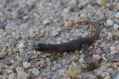 Xantusia vigilis