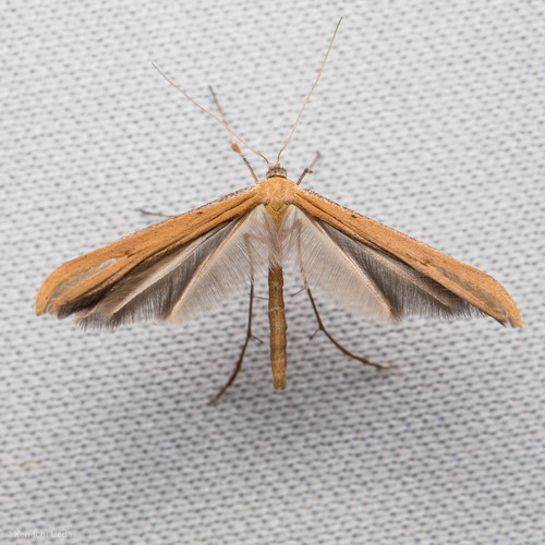 iNaturalist observation photo of Morning-glory Plume Moth