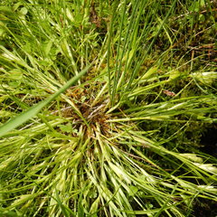 Carex sychnocephala