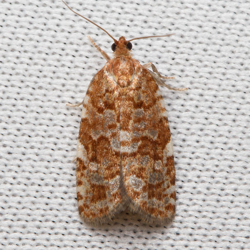 iNaturalist observation photo of Choristoneura