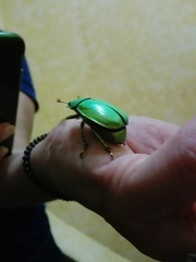 Chrysina psittacina